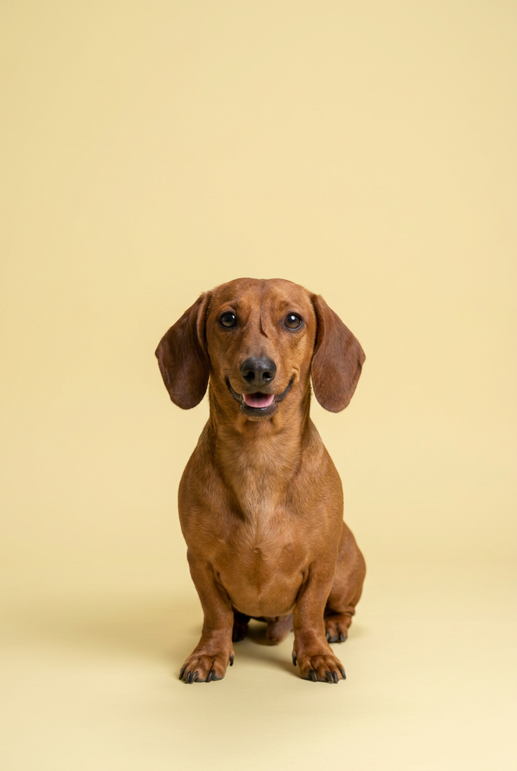 Dachshund sonriente sobre un fondo amarillo pastel
